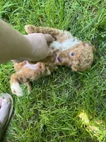Piper, a female Poodle - Miniature  for sale in Veneta, OR – 4 of 10