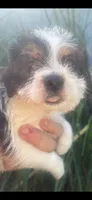 Robbie, a male Schnoodle and Poodle - Toy  for sale in Veneta, OR – 4 of 10