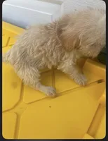 Delilah, a female Schnoodle for sale in Veneta, OR – 2 of 10