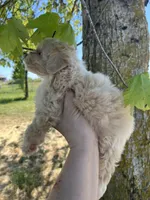Mickey Mouse, a male Maltipoo for sale in Veneta, OR – 6 of 7