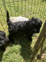 Cheyenne, a female Maltipoo for sale in Veneta, OR – 5 of 7