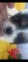 Robbie, a male Schnoodle and Poodle - Toy  for sale in Veneta, OR – 10 of 10