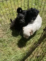 Cheyenne, a female Maltipoo for sale in Veneta, OR – 6 of 7