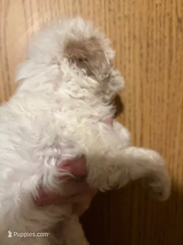 Ghost – Maltipoo puppy for sale in Veneta, OR