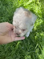 Ghost, a female Maltipoo for sale in Veneta, OR – 5 of 6
