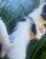 Robbie, a male Schnoodle and Poodle - Toy  for sale in Veneta, OR – 3 of 10