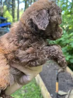 Coco, a female Poodle - Miniature  for sale in Veneta, OR – 6 of 10