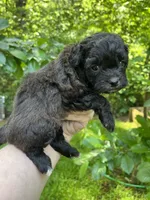 Ladybug, a female Maltipoo for sale in Veneta, OR – 5 of 7
