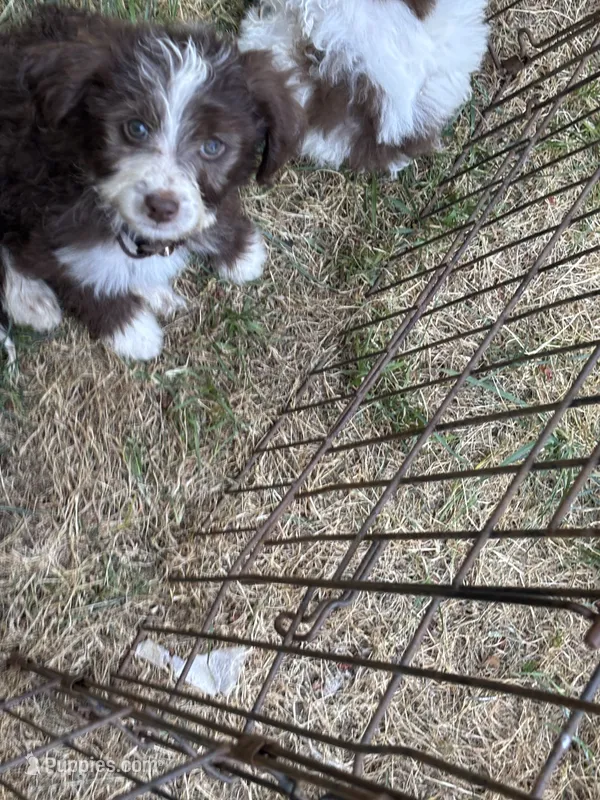 Fred – Maltipoo puppy for sale in Veneta, OR