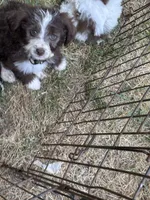 Fred, a male Maltipoo for sale in Veneta, OR – 1 of 4