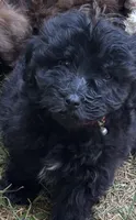 Marshall, a male Maltipoo for sale in Veneta, OR – 1 of 2