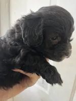 Mario, a male Maltipoo for sale in Veneta, OR – 2 of 4