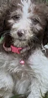 Sky, a female Maltipoo for sale in Veneta, OR – 1 of 4