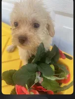 Delilah, a female Schnoodle for sale in Veneta, OR – 3 of 10