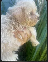 Lady, a female Schnoodle and Poodle - Toy  for sale in Veneta, OR – 1 of 10