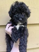 Cheyenne, a female Maltipoo for sale in Veneta, OR – 4 of 7