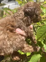 Shy, a female Maltipoo for sale in Veneta, OR – 9 of 9