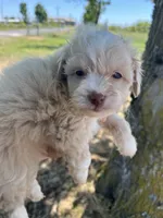 Mickey Mouse, a male Maltipoo for sale in Veneta, OR – 3 of 7