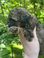 Shadow, a female Maltipoo for sale in Veneta, OR – 2 of 5