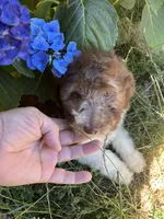 Leo, a male Maltipoo for sale in Veneta, OR – 7 of 8