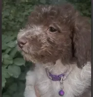 Leo, a male Maltipoo for sale in Veneta, OR – 2 of 8