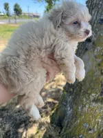 Mickey Mouse, a male Maltipoo for sale in Veneta, OR – 7 of 7