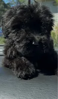 Marshall, a male Maltipoo for sale in Veneta, OR – 3 of 10