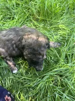 Shadow, a female Maltipoo for sale in Veneta, OR – 3 of 5