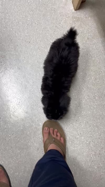 Marshall, a male Maltipoo for sale in Veneta, OR – 8 of 10