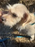 Delilah, a female Schnoodle for sale in Veneta, OR – 9 of 10