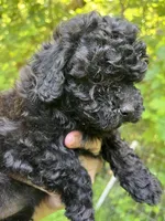 Star, a female Maltipoo for sale in Veneta, OR – 2 of 10