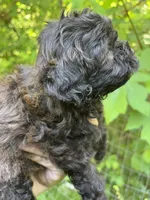 Star, a female Maltipoo for sale in Veneta, OR – 5 of 10