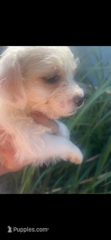 Ghost – Schnoodle, Poodle - Toy  puppy for sale in Veneta, OR