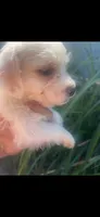 Ghost, a female Schnoodle and Poodle - Toy  for sale in Veneta, OR – 1 of 10