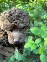 Coco, a female Poodle - Miniature  for sale in Veneta, OR – 2 of 10