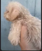 Delilah, a female Schnoodle for sale in Veneta, OR – 5 of 10