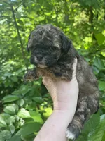 Shadow, a female Maltipoo for sale in Veneta, OR – 1 of 5