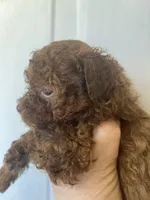 Shy, a female Maltipoo for sale in Veneta, OR – 5 of 9