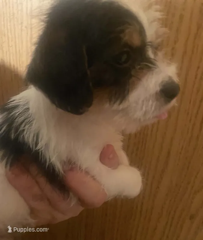 Robbie – Schnoodle, Poodle - Toy  puppy for sale in Veneta, OR