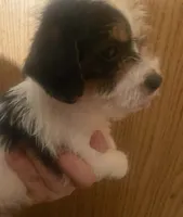 Robbie, a male Schnoodle and Poodle - Toy  for sale in Veneta, OR – 1 of 10