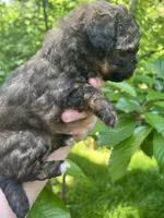 Shadow, a female Maltipoo for sale in Veneta, OR – 4 of 5