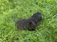 Ladybug, a female Maltipoo for sale in Veneta, OR – 2 of 7