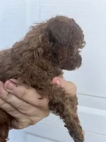 Shy, a female Maltipoo for sale in Veneta, OR – 2 of 9