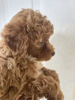 Piper, a female Poodle - Miniature  for sale in Veneta, OR – 1 of 10