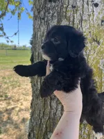 Leo, a male Maltipoo for sale in Veneta, OR – 3 of 5