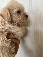 Lady, a female Schnoodle and Poodle - Toy  for sale in Veneta, OR – 10 of 10