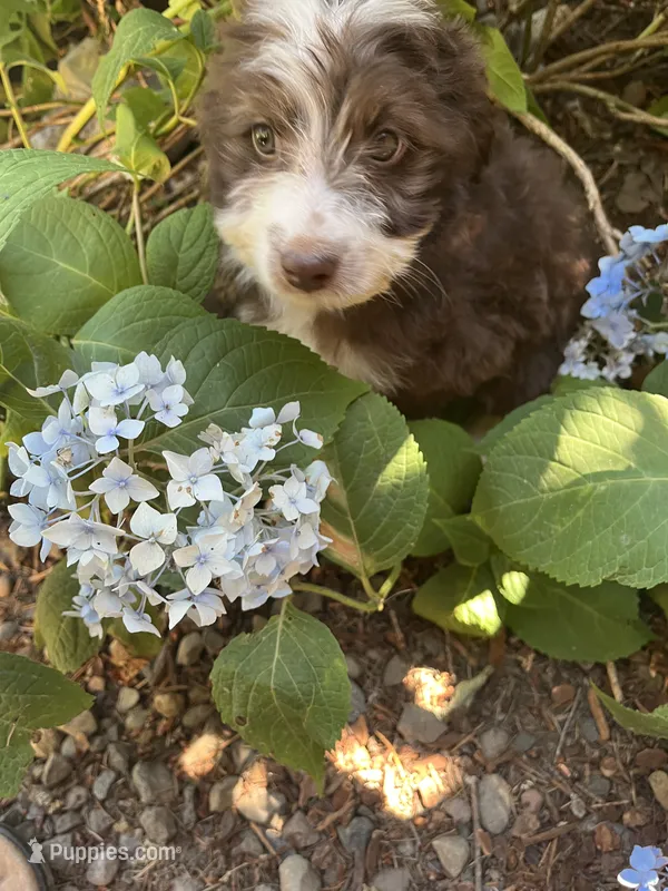 Fred – Maltipoo puppy for sale in Veneta, OR