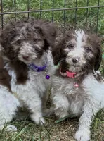 Sky, a female Maltipoo for sale in Veneta, OR – 3 of 4