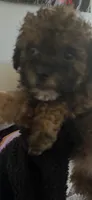 Luna, a female Maltipoo for sale in Veneta, OR – 1 of 2