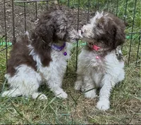 Fred, a male Maltipoo for sale in Veneta, OR – 4 of 4
